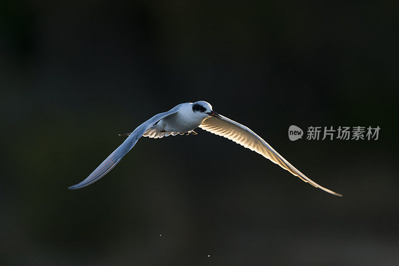 福斯特的燕鸥，Sterna forsteri，海湾地区，旧金山，加利福尼亚，美国。